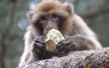 Stock Video Barbary Ape Eating Fruit On A Tree For PC