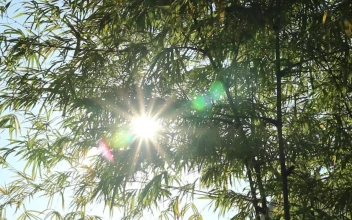 Stock Video Bamboo Plants Blocking The Sun For PC