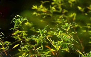 Stock Video Bamboo Leaves In The Morning For PC