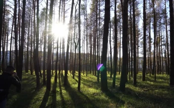 Stock Video Backpacker Walking Through The Woods For PC