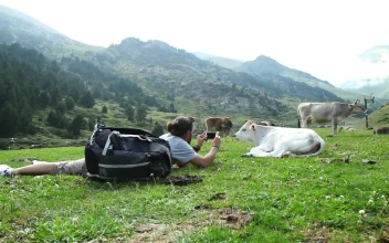 Stock Video Backpacker Taking Photos Of A Calf In The Valley For PC