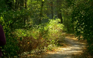 Stock Video Backpacker Walking And Reading Through The Woods For PC