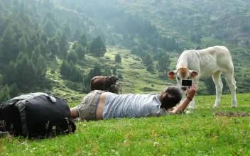 Stock Video Backpacker Filming A Calf In A Valley For PC