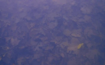 Stock Video Background Texture Of A Lake Covered In Fallen Autumn Leaves For PC