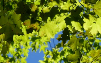 Stock Video Autumn Maple Leaves Being Moved By The Wind For PC