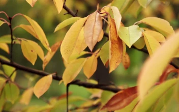 Stock Video Autumn Leaves With A Hanging Frame For PC