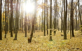 Stock Video Autumn Leaves Falling In The Forest For PC