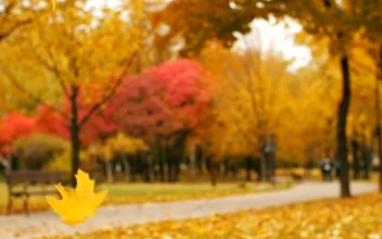 Stock Video Autumn Leaves Falling In A Park For PC