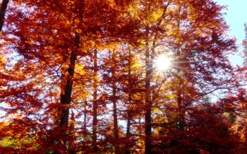 Stock Video Autumn Forest Trees With Sunshine For PC