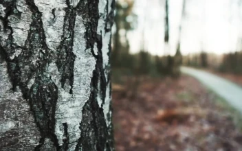 Stock Video Autumn Forest Landscape For PC