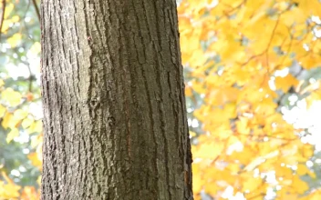 Stock Video Autumn Forest Leaves For PC