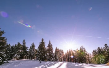 Stock Video Aurora In The Winter Forest Sky For PC