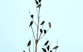 Stock Video Asian Starlings In A Large Group  Smal For PC