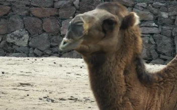 Stock Video Arabian Camel While Eating For PC