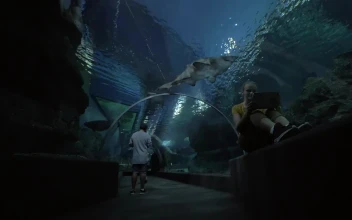 Stock Video Aquarium Tunnel Of Sharks For PC