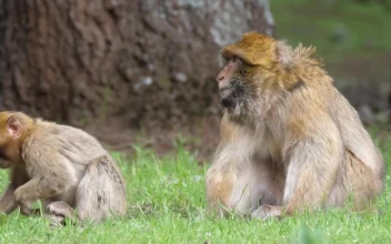 Stock Video Apes Eating Grass For PC