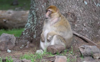 Stock Video Ape Looking For Food For PC