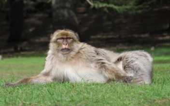 Stock Video Ape Laying On The Grass For PC