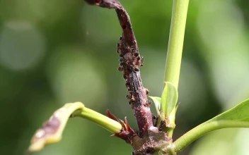 Stock Video Ants Swarming On A Leaf For PC