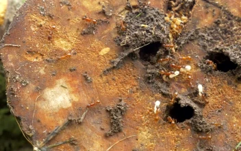 Stock Video Ants Working Around A Nest For PC