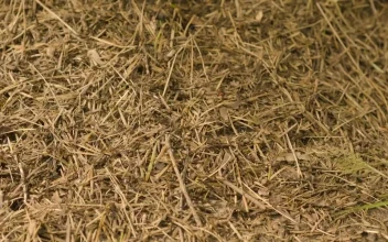 Stock Video Ants Running Across The Ground For PC