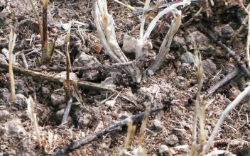 Stock Video Ants On The Ground For PC