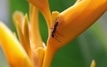 Stock Video Ants On An Orange Flower For PC