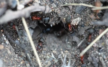 Stock Video Ants In An Anthill For PC