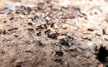 Stock Video Ants Entering Its Anthill For PC