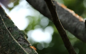 Stock Video Ants Crawling Along Low Branches For PC