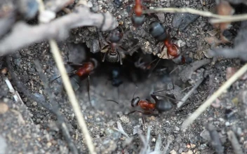Stock Video Ants At The Entrance Of An Anthill For PC