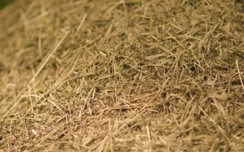 Stock Video Ants Building A Nest For PC
