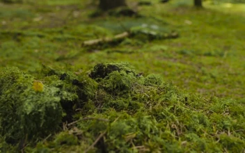 Stock Video Ant Walking Over Moss For PC