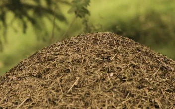 Stock Video Ant Nest In The Forest For PC