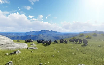 Stock Video Animals Grazing On The Hills During The Day For PC