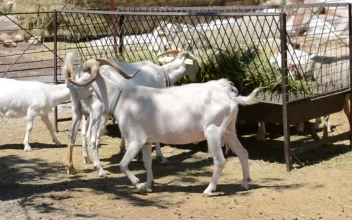 Stock Video Animals Eating At A Farm For PC
