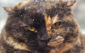 Stock Video Angry Wild Cat With Snow In Hair For PC