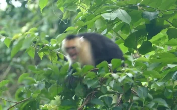Stock Video Angry Monkey Jumping Around In The Forest For PC