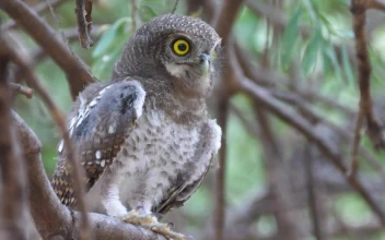 Stock Video An Owl Singing On A Tree Branch For PC
