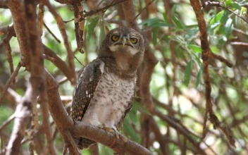 Stock Video An Owl Hooting Standing On A Tree For PC