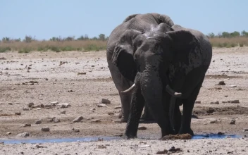 Stock Video An Elephant Splashes Himself With Water For PC