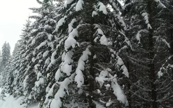 Stock Video Alps With Tall Pine Trees Full Of Snow For PC