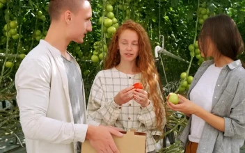 Stock Video Agronomists Working With Vegetables At A Greenhouse For PC