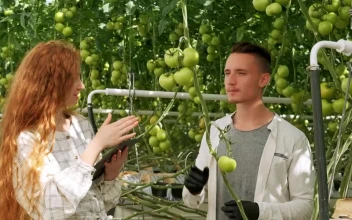 Stock Video Agronomists Checking Vegetables At A Greenhouse For PC