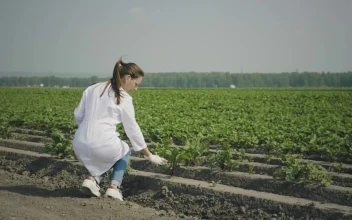 Stock Video Agronomist Woman Checking The Plants On The Field For PC