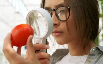 Stock Video Agronomist Checking A Tomato With A Magnifying Glass For PC