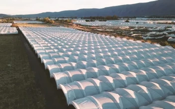 Stock Video Agriculture Field From Above For PC