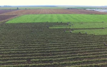 Stock Video Agricultural Workers Harvesting The Field For PC