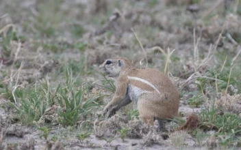 Stock Video African Ground Squirrel Eating Grass For PC