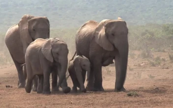 Stock Video African Elephants Walking On A Dusty Ground For PC